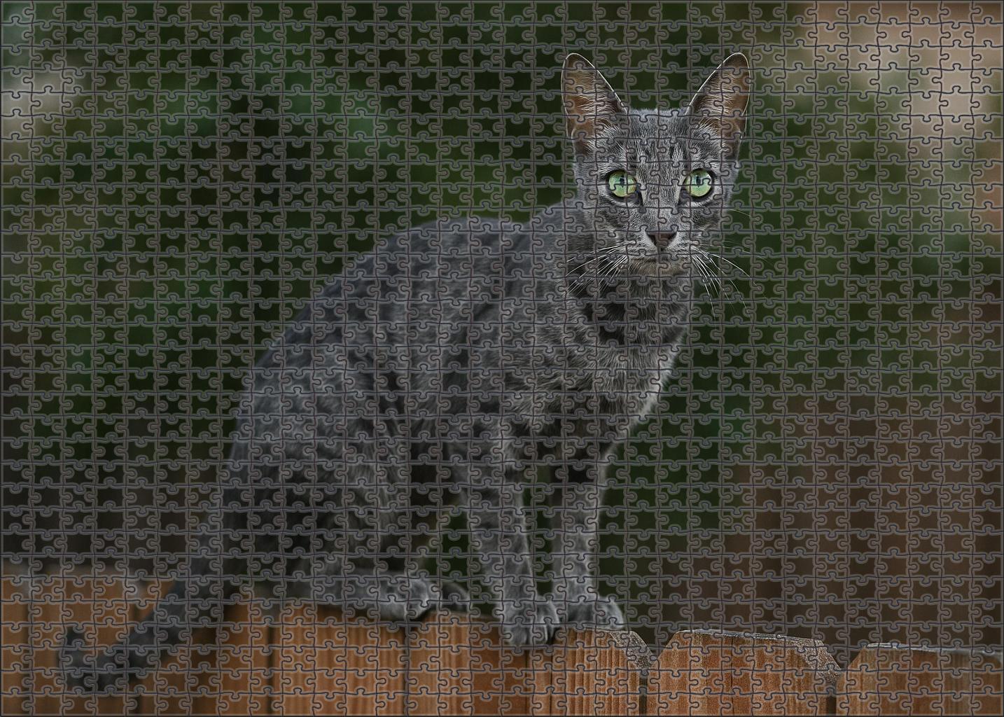 Graphite Stripe Sleek Shorthaired Cat With Inquisitive Spirit 1000 Piece Puzzle