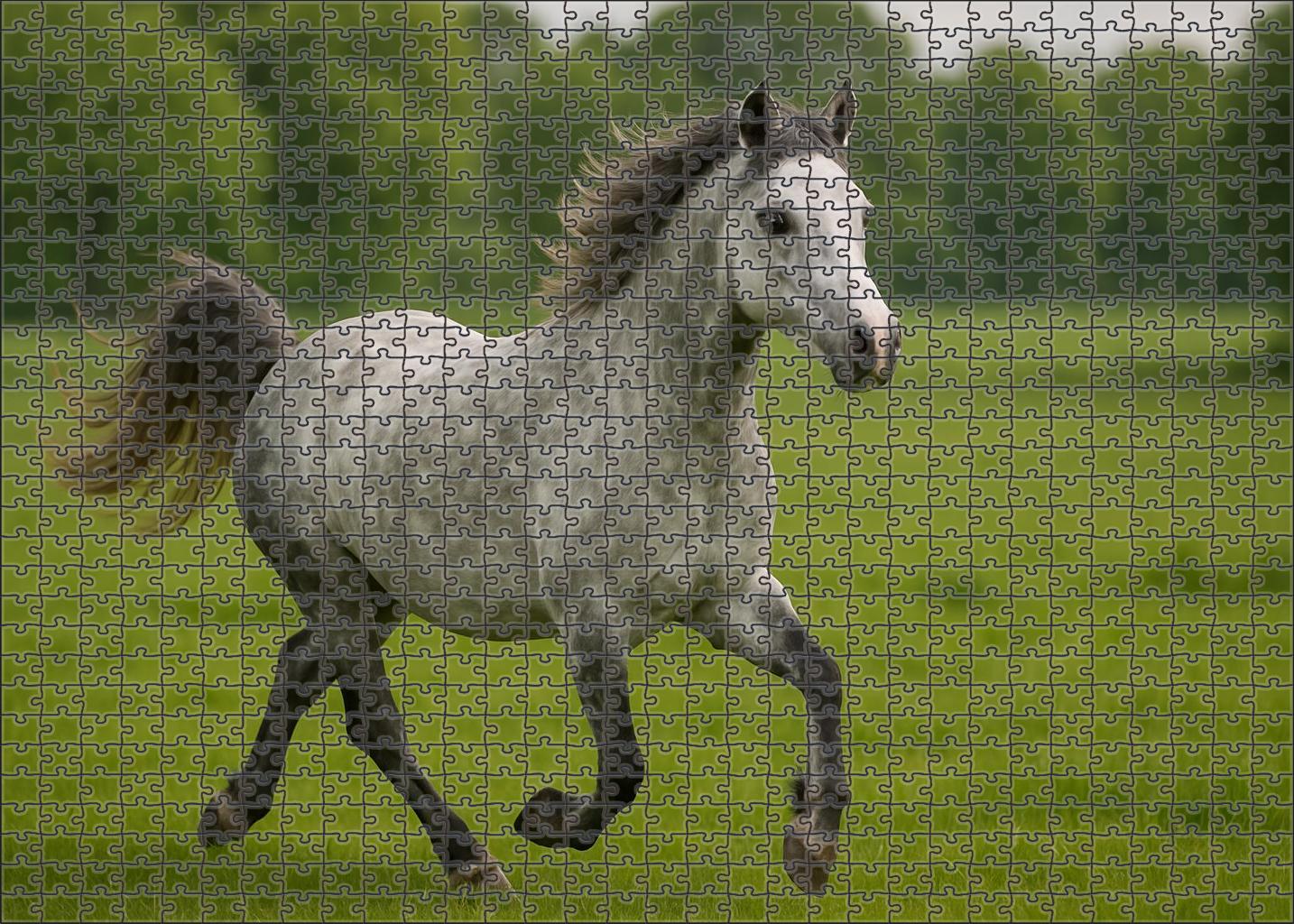Silver Lining Welsh Pony Dapple Gray Mare With Playful Disposition Large Format Puzzle