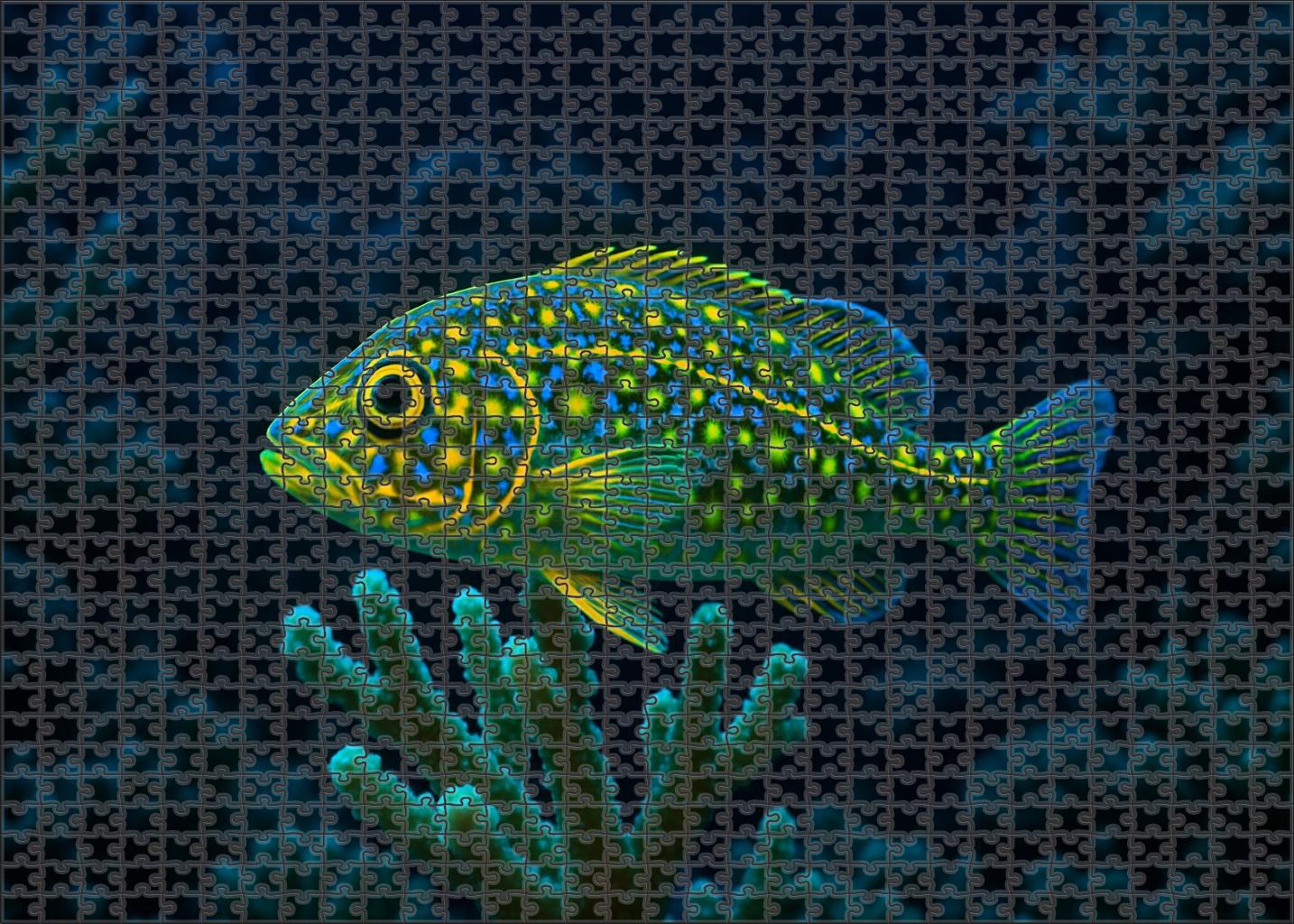 Luminous Coral Blenny Small Reef Scout Challenging Puzzles