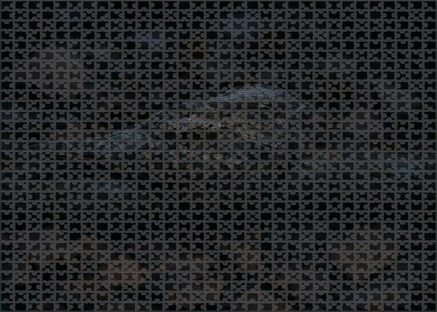 Ivory-billed Nightjar Master Of Twilight Camouflage Puzzle Fun