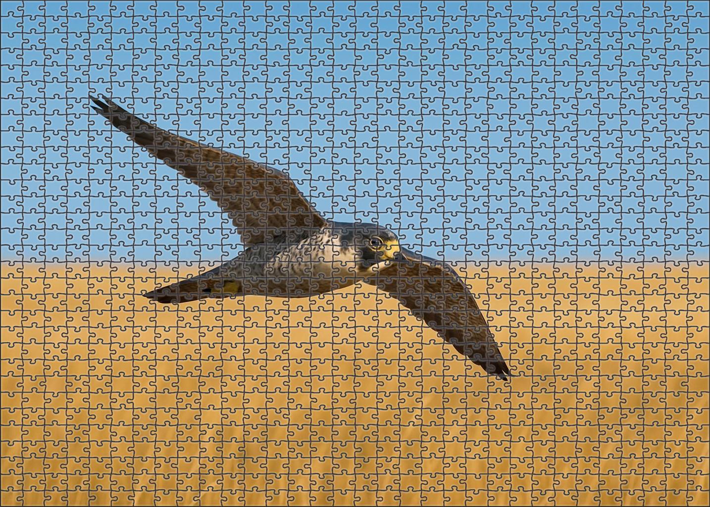 Prairie Falcon Speedster Of Open Plains Puzzle Challenge