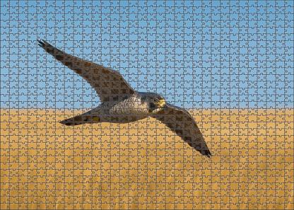 Prairie Falcon Speedster Of Open Plains Puzzle Challenge