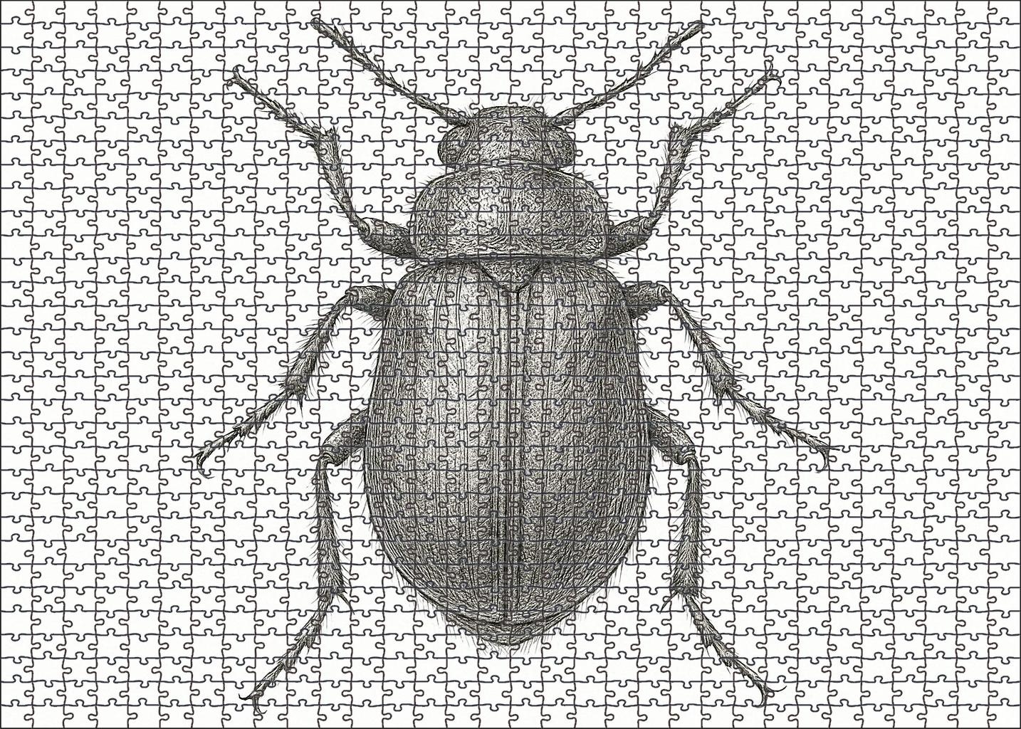 Intricate Insect Anatomy Study Technical Pen Drawing With Fine Detailing Large Format Puzzle