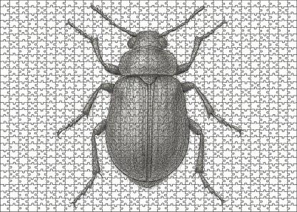 Intricate Insect Anatomy Study Technical Pen Drawing With Fine Detailing Large Format Puzzle
