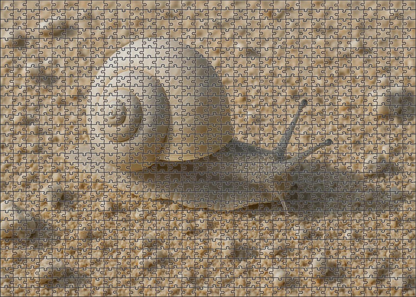 Ivory Spiral Snail Graceful Shelled Wanderer 200 Piece Puzzle