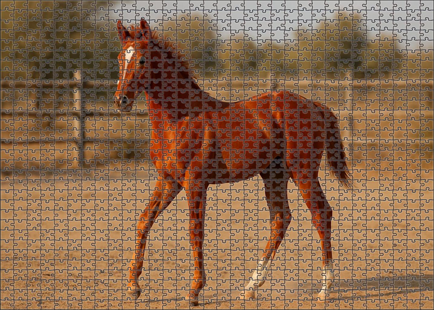 Chestnut Breeze Spirited Stock Horse Colt Challenging Puzzles