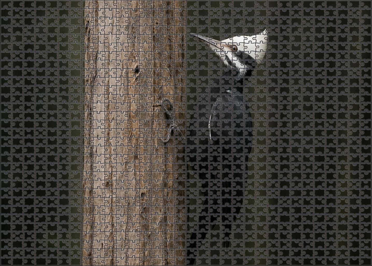 Ivory-billed Woodpecker Ghost Of The Swamp 50 Piece Puzzle