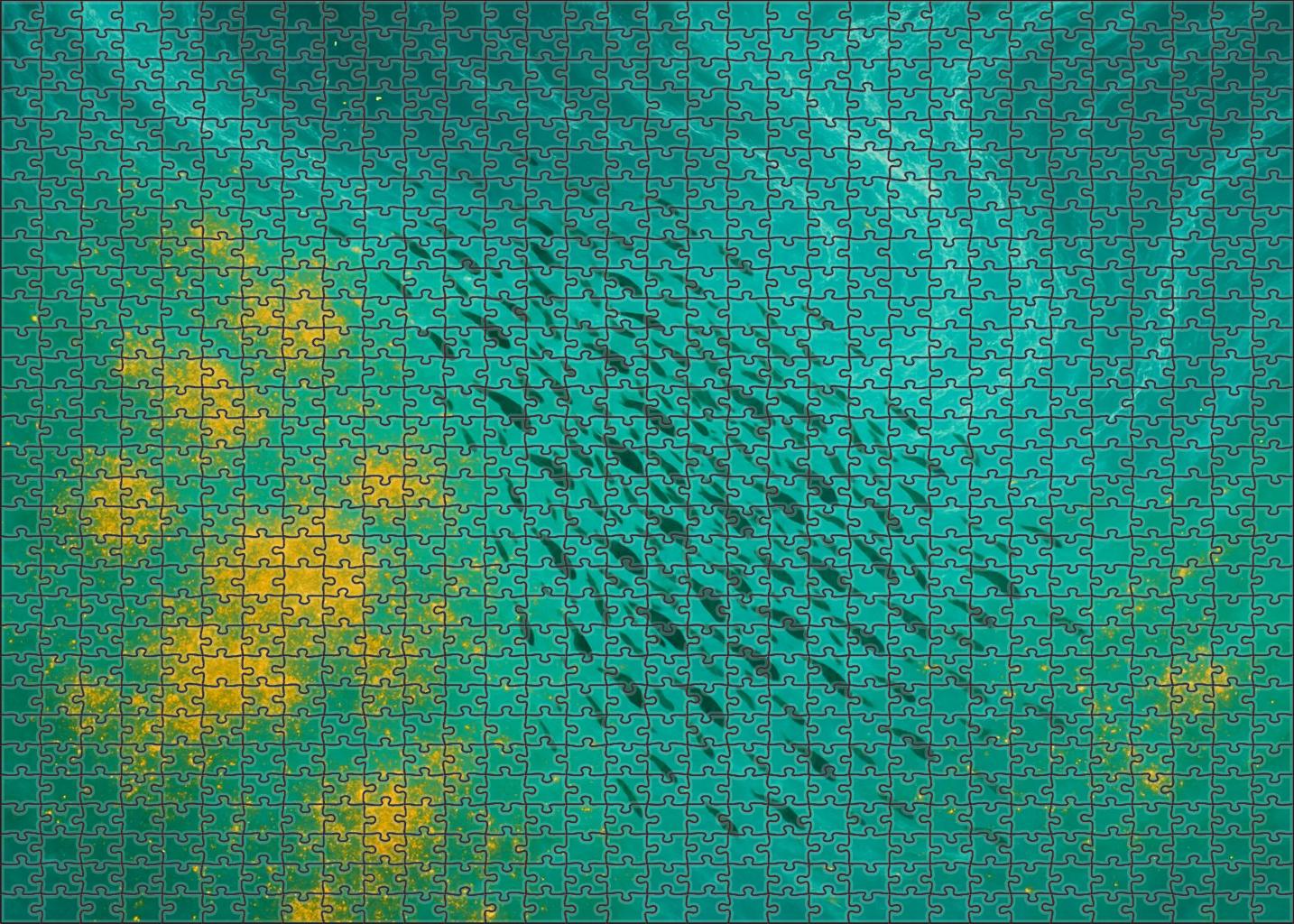 Nutrient-rich Upwelling Front Puzzle Fun