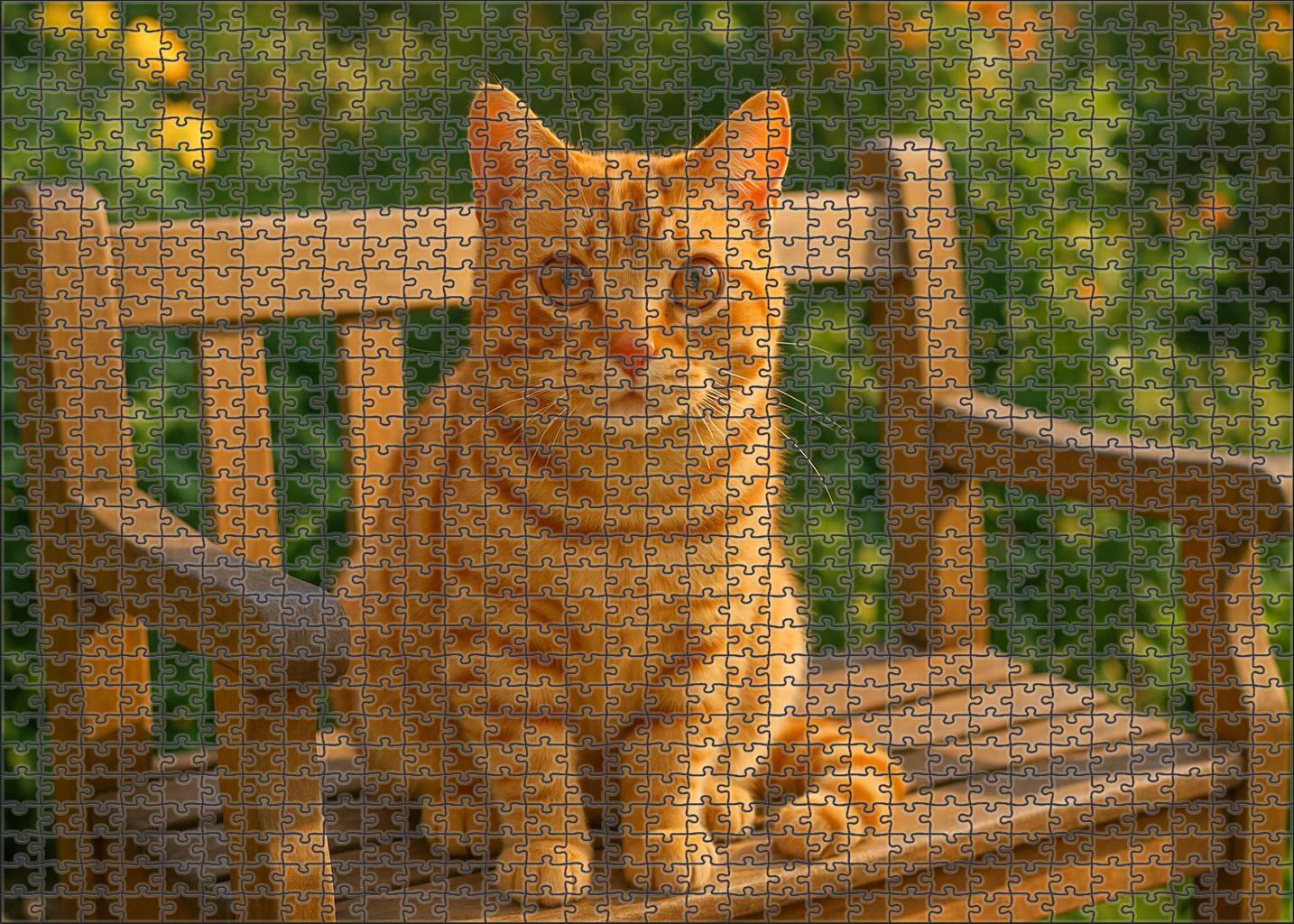 Golden Aura Radiant Yellow Tabby With Friendly Disposition Unique Puzzle Design