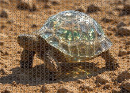 Quartzback Tortoise Hardy Reptile With Translucent Carapace Large Format Puzzle