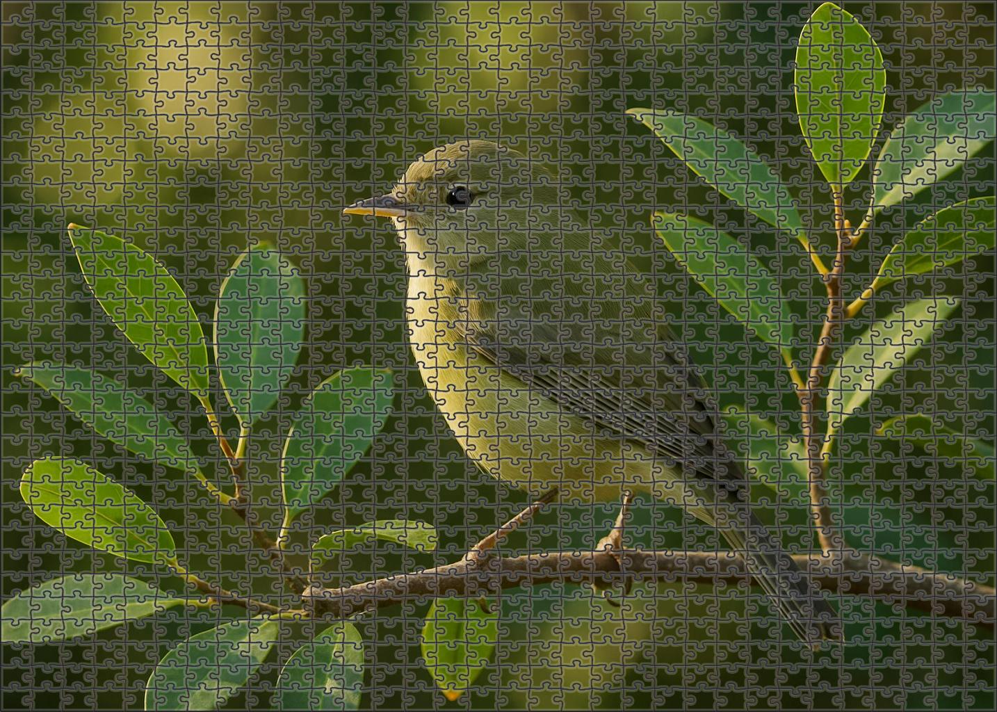 Mangrove Warbler Forest Edge Forager Large Format Puzzle
