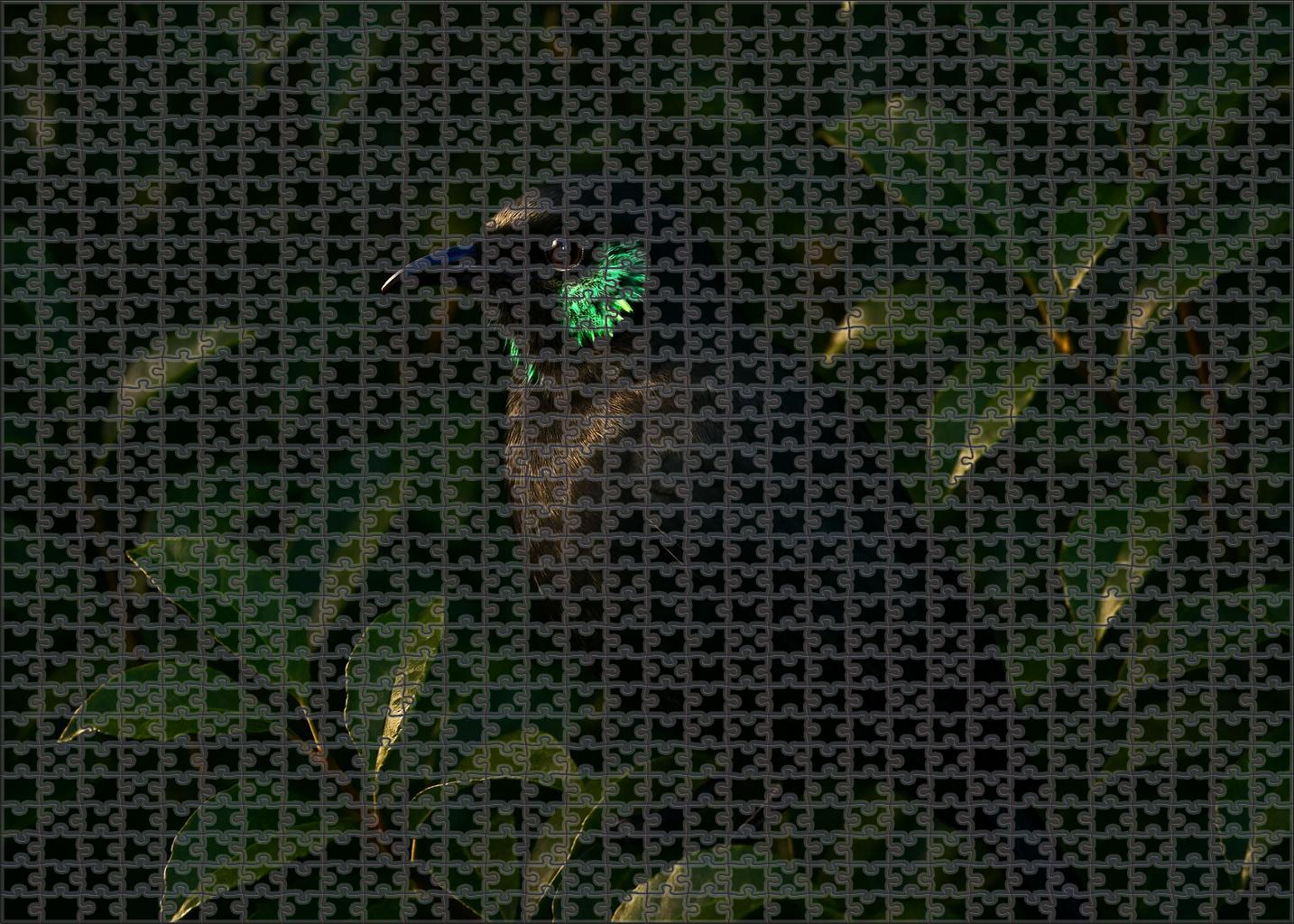 Velvet Asity Exotic Forest Gem 50 Piece Puzzle