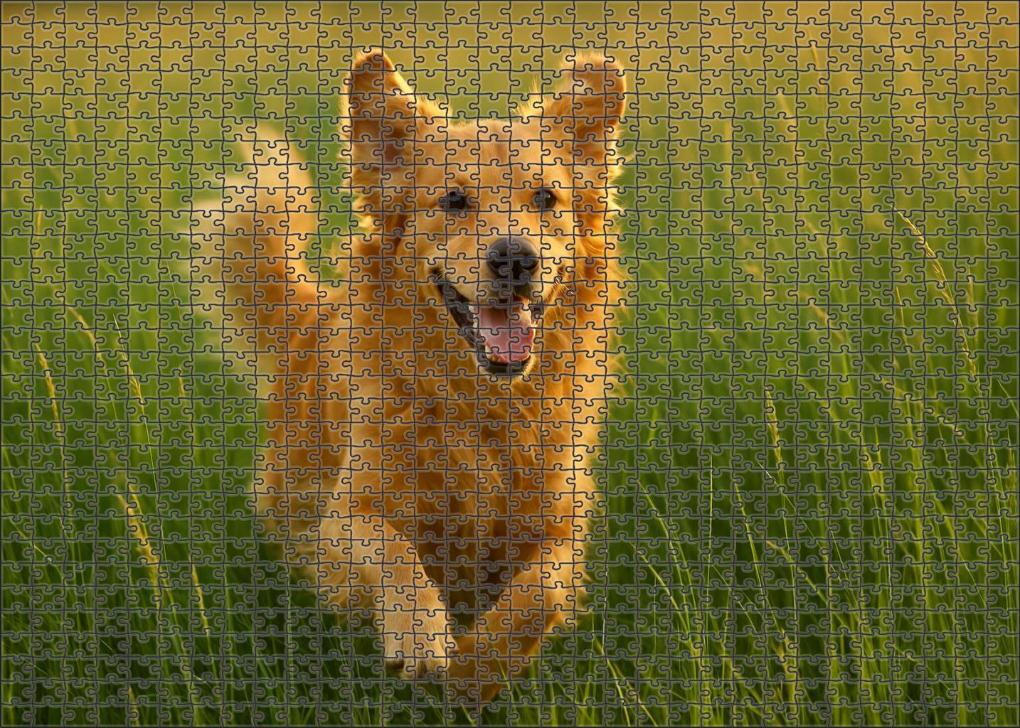 Amber Zephyr Lush Golden-furred Retriever With Joyful Energy Puzzle For Kids