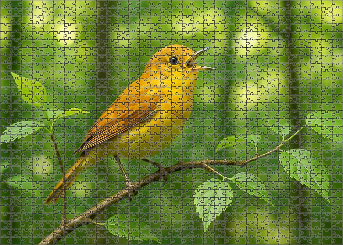 Golden-backed Warbler The Songster Of Canopy Breezes Puzzle Fun