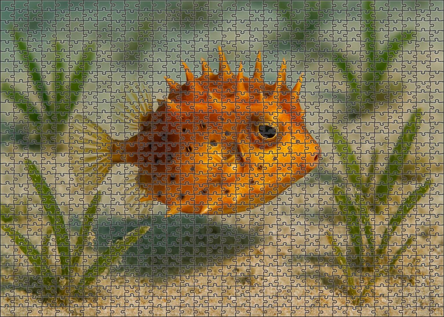 Ambercrest Boxfish Compact Herbivore With Intricate Armor Plates 300 Piece Puzzle