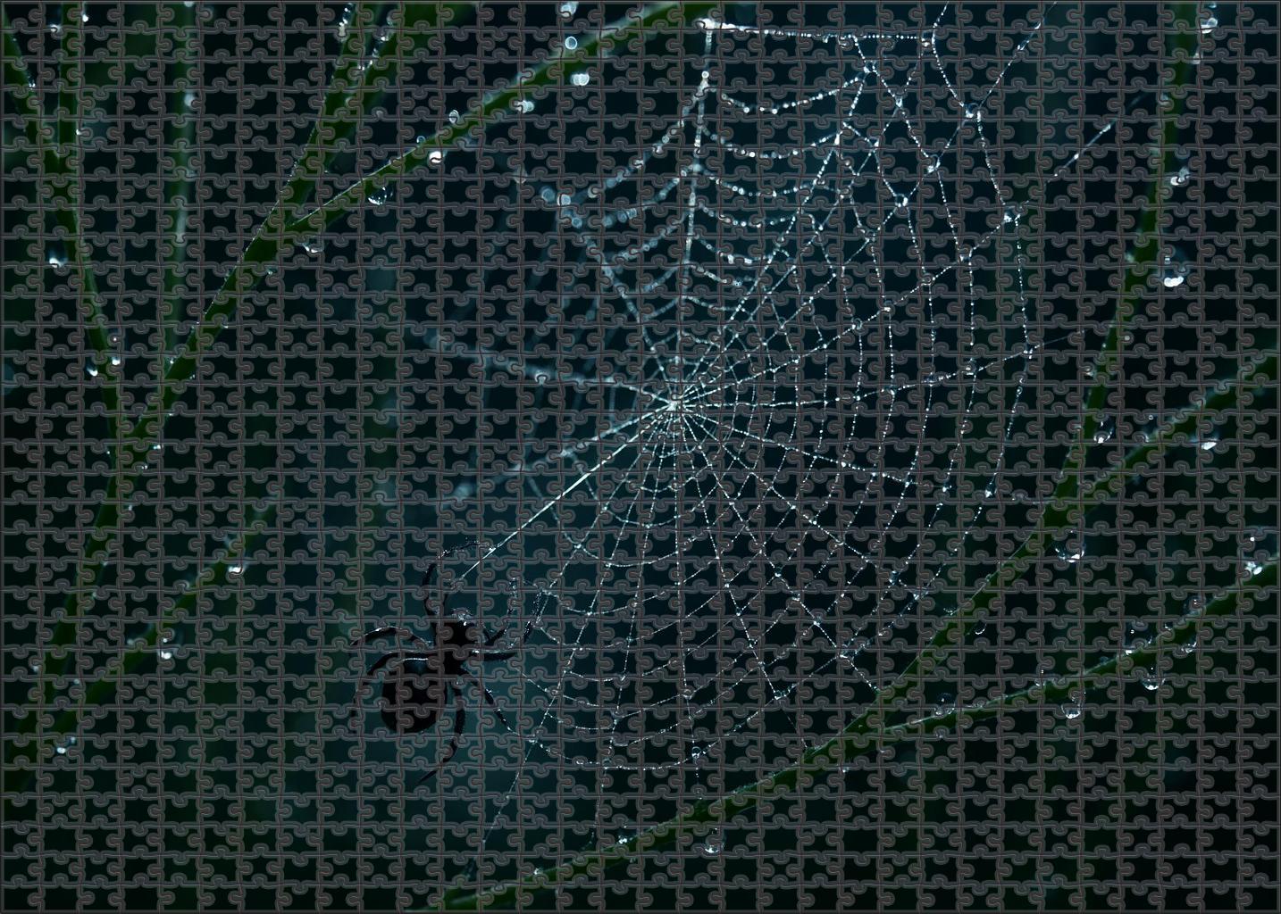 Midnight Threadspinner Tiny Weaver With Elaborate Silk Canopies Puzzle Fun