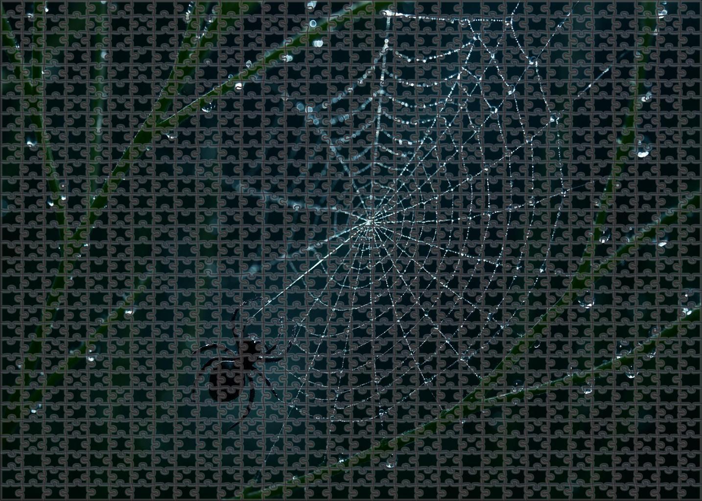 Midnight Threadspinner Tiny Weaver With Elaborate Silk Canopies Puzzle Fun