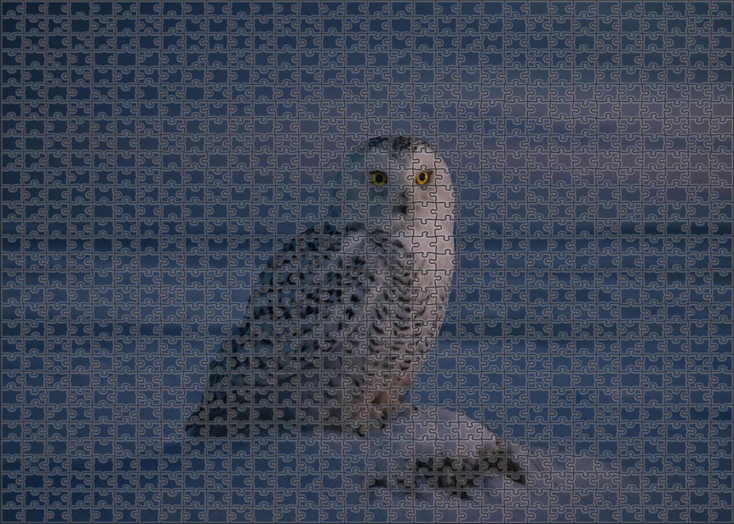 Snowy Owl Arctic Sentinel Of The Night Puzzle Challenge