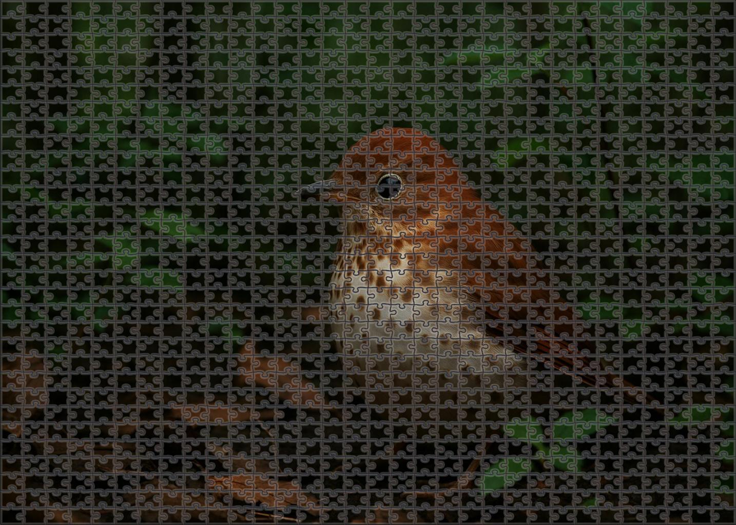 Veery Forests Melodic Wanderer Large Format Puzzle