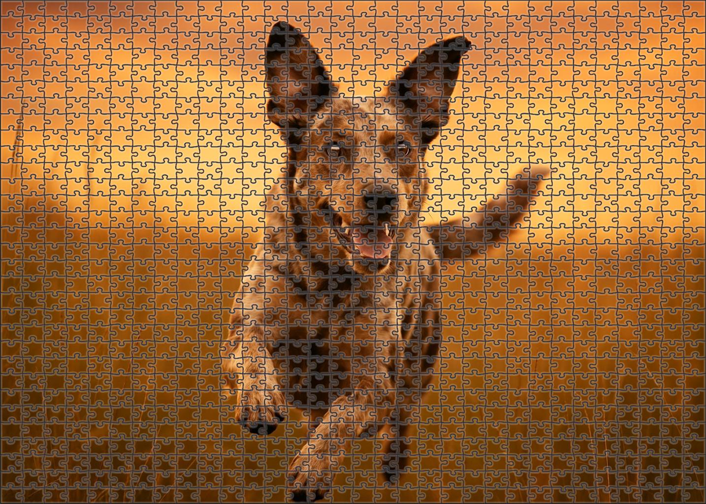 Sunset Merle Custom Jigsaw Puzzle