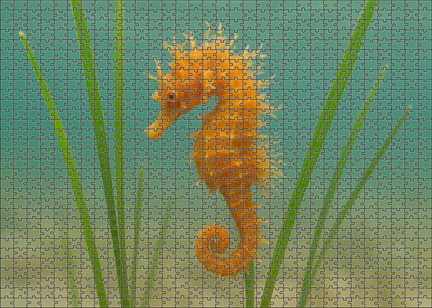 Amber-tufted Seahorse Tiny Ornamental Fish With Delicate Appendages Mini Puzzle