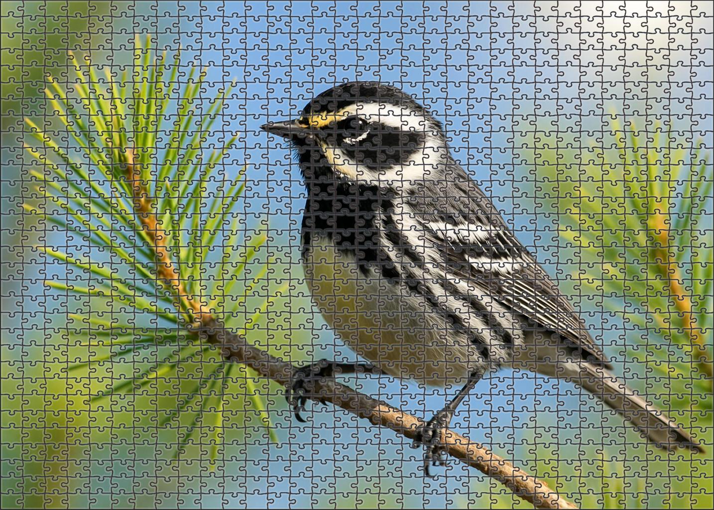 Black-throated Gray Warbler Melodic Forest Gem Puzzle Fun