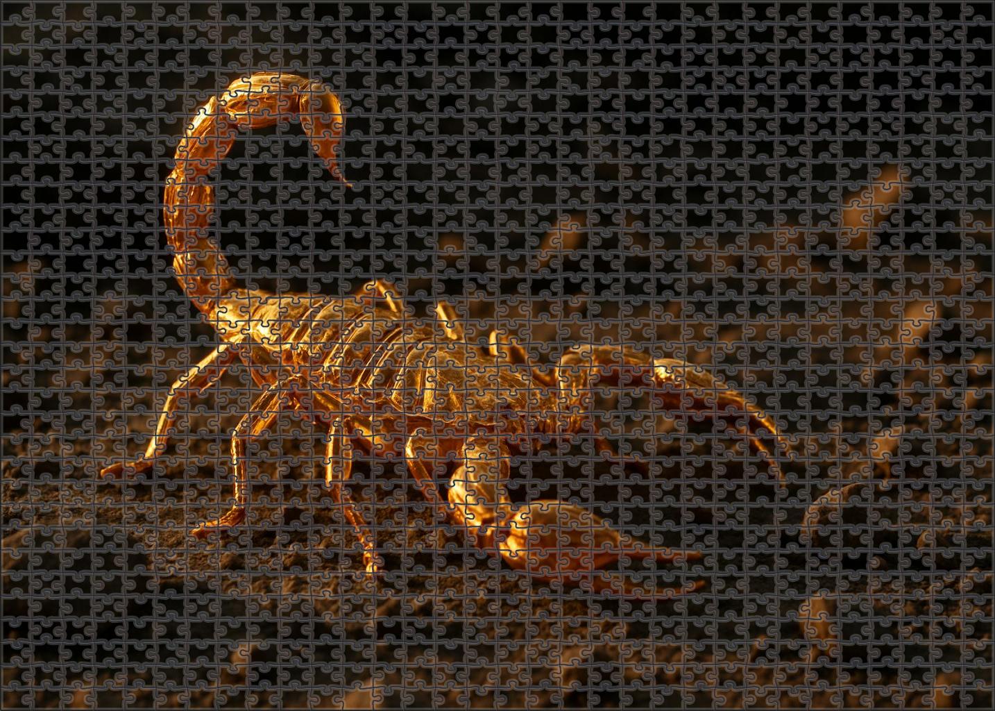 Golden Vein Scorpion Venomous Arachnid With Metallic Gold Exoskeleton And Strategic Ambush Techniques Puzzle Collection