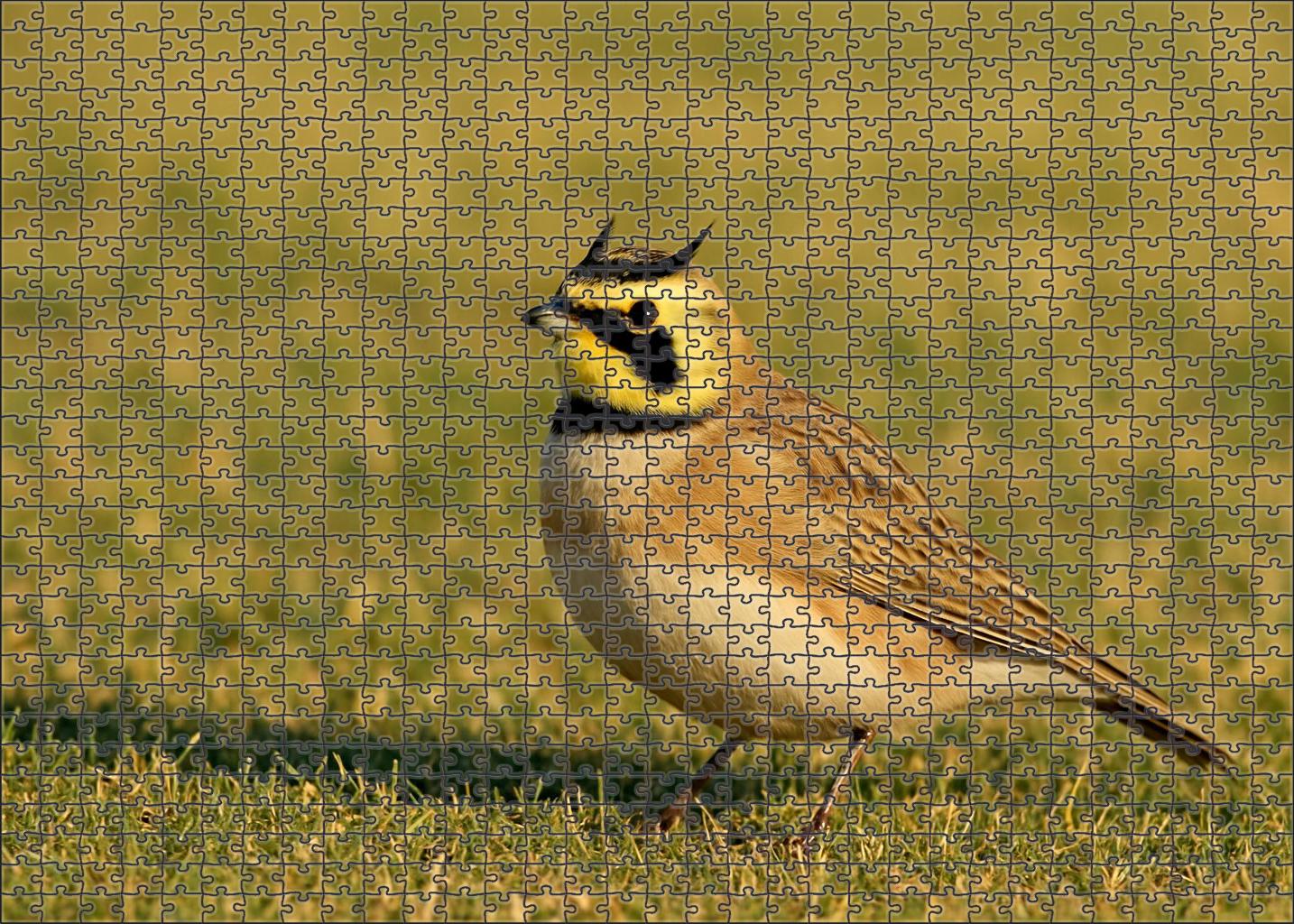 Horned Lark Windswept Grassland Sentinel Challenging Puzzles
