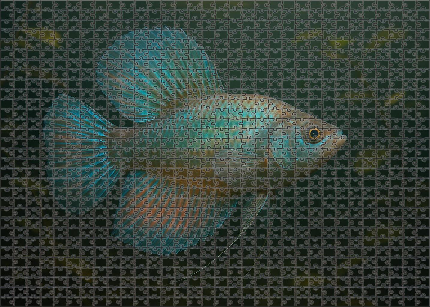 Mystic Fanfish Deep River Resident With Radiating Fins And Sophisticated Sensory Organs Puzzle Collection