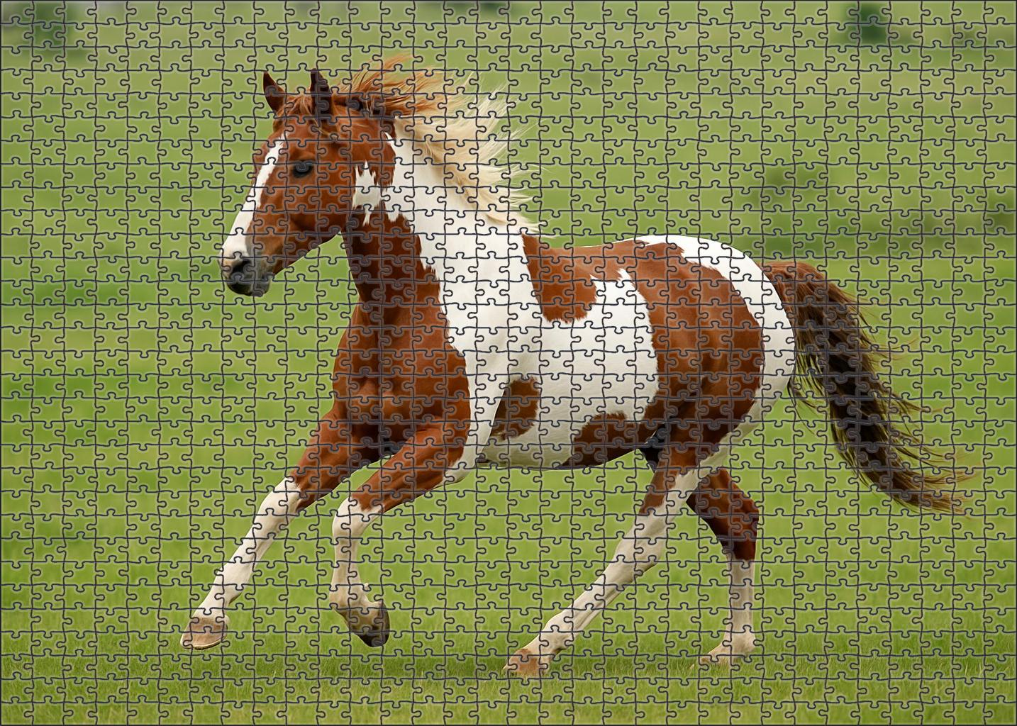 Maple Grove Pinto Gelding Vibrant Tobiano With Dynamic Energy Puzzle Collection