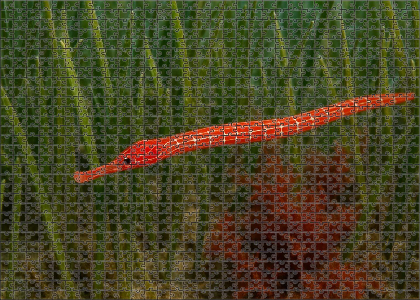 Crimson Pipefish Slender Ambush Predator With Bright Coloring Mini Puzzle