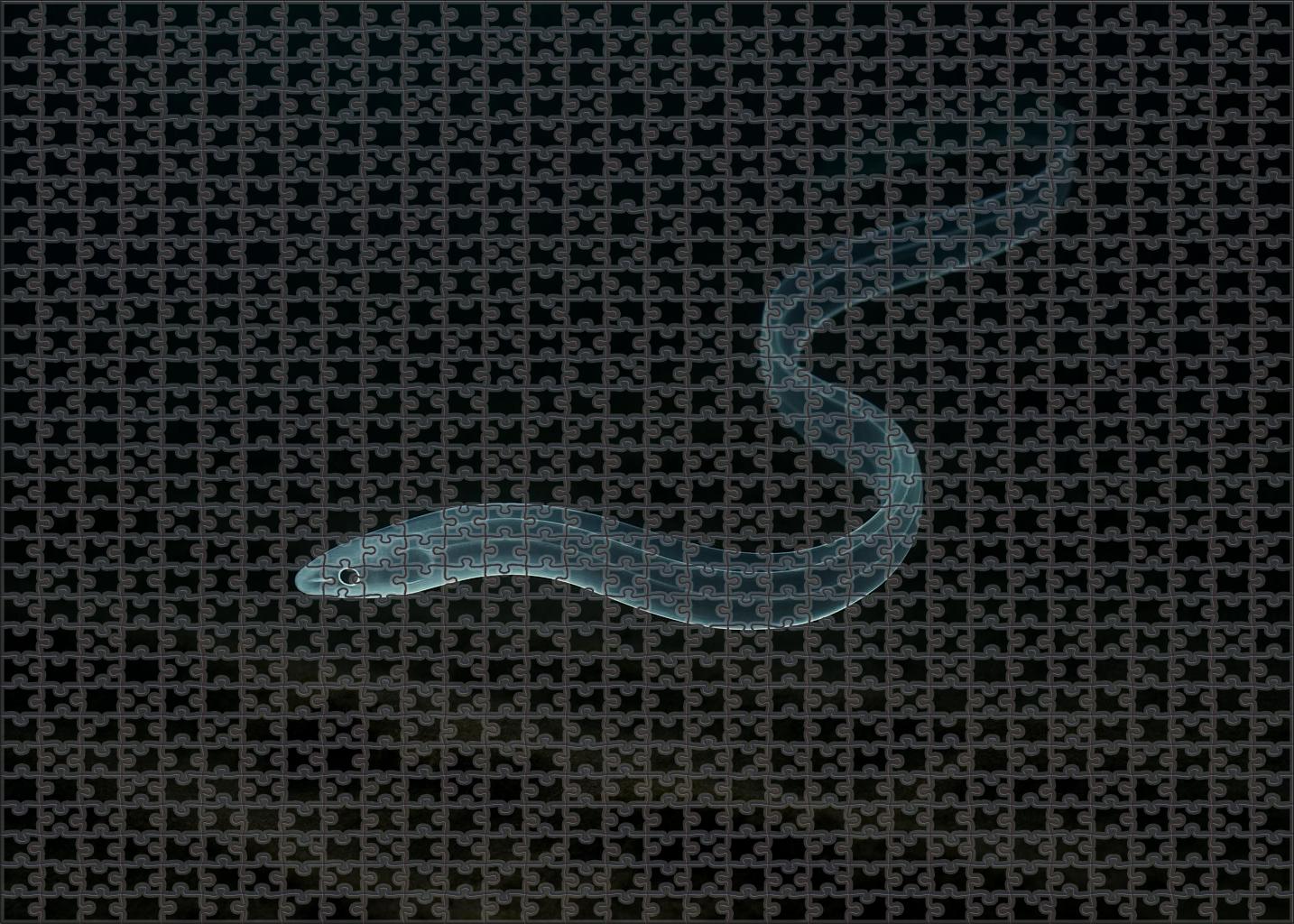 Midnight Glass Eel Elusive Juvenile Drifter Challenging Puzzles