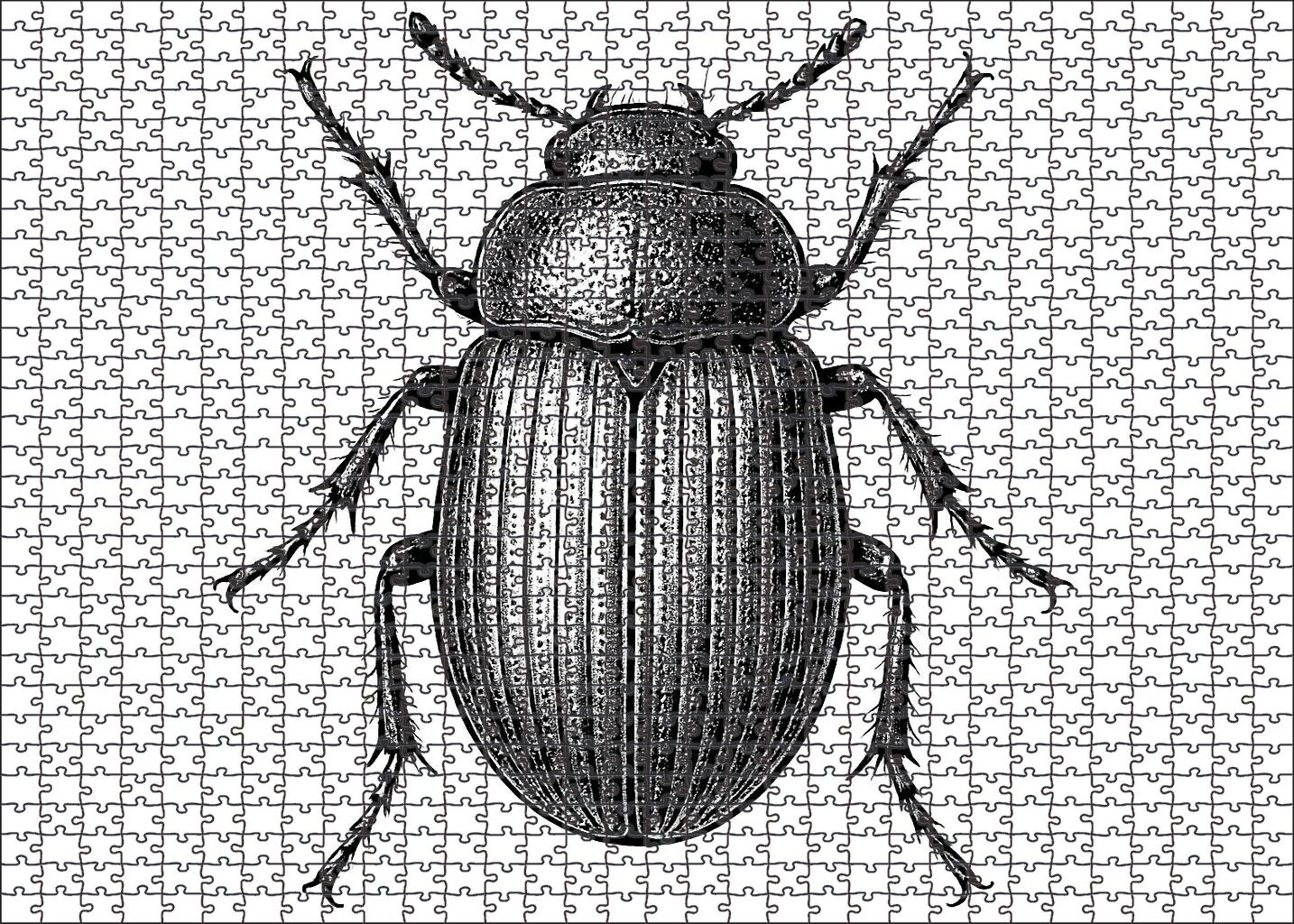 Whimsical Insect Anatomy Detailed Pen And Ink Drawing Of Beetle Structure 1000 Piece Puzzle