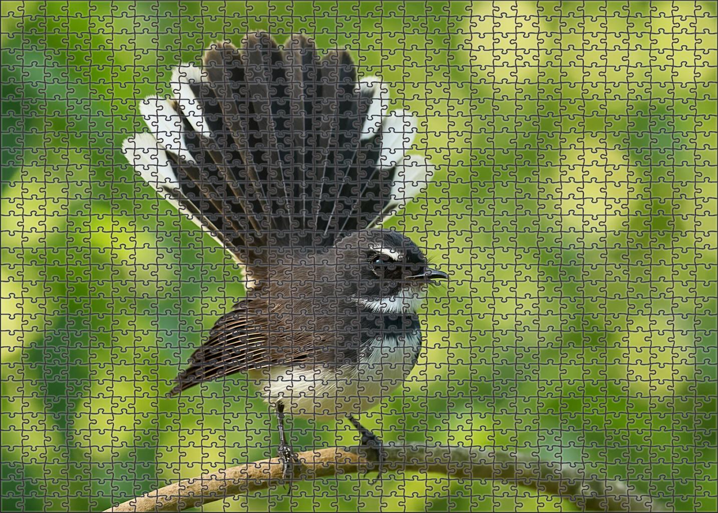 Pied Fantail Agile Performer Of The Forest Challenging Puzzles