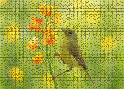 Olive-backed Sunbird Tiny Nectar Collector Challenging Puzzles