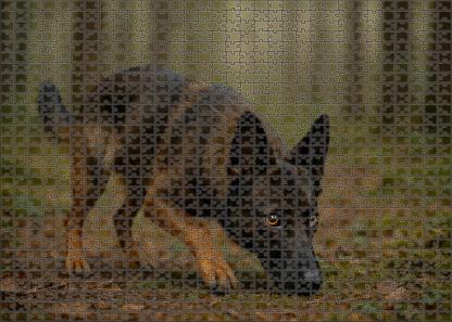 Shadow Sable Compact Dark-coated Tracker With Steadfast Focus Puzzle For Kids