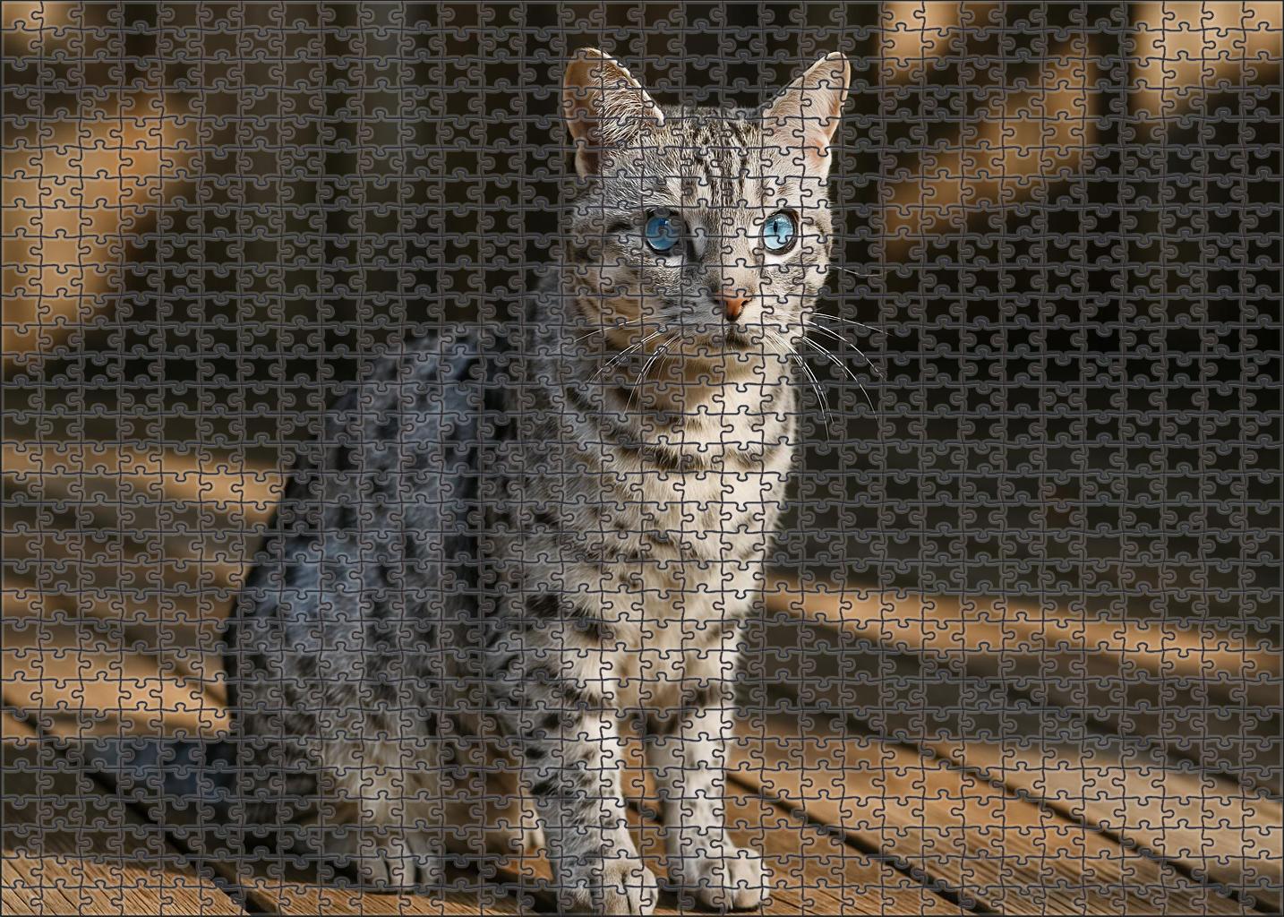 Silver Quill Elegant Shorthair With Brilliant Dappled Fur Puzzle Challenge