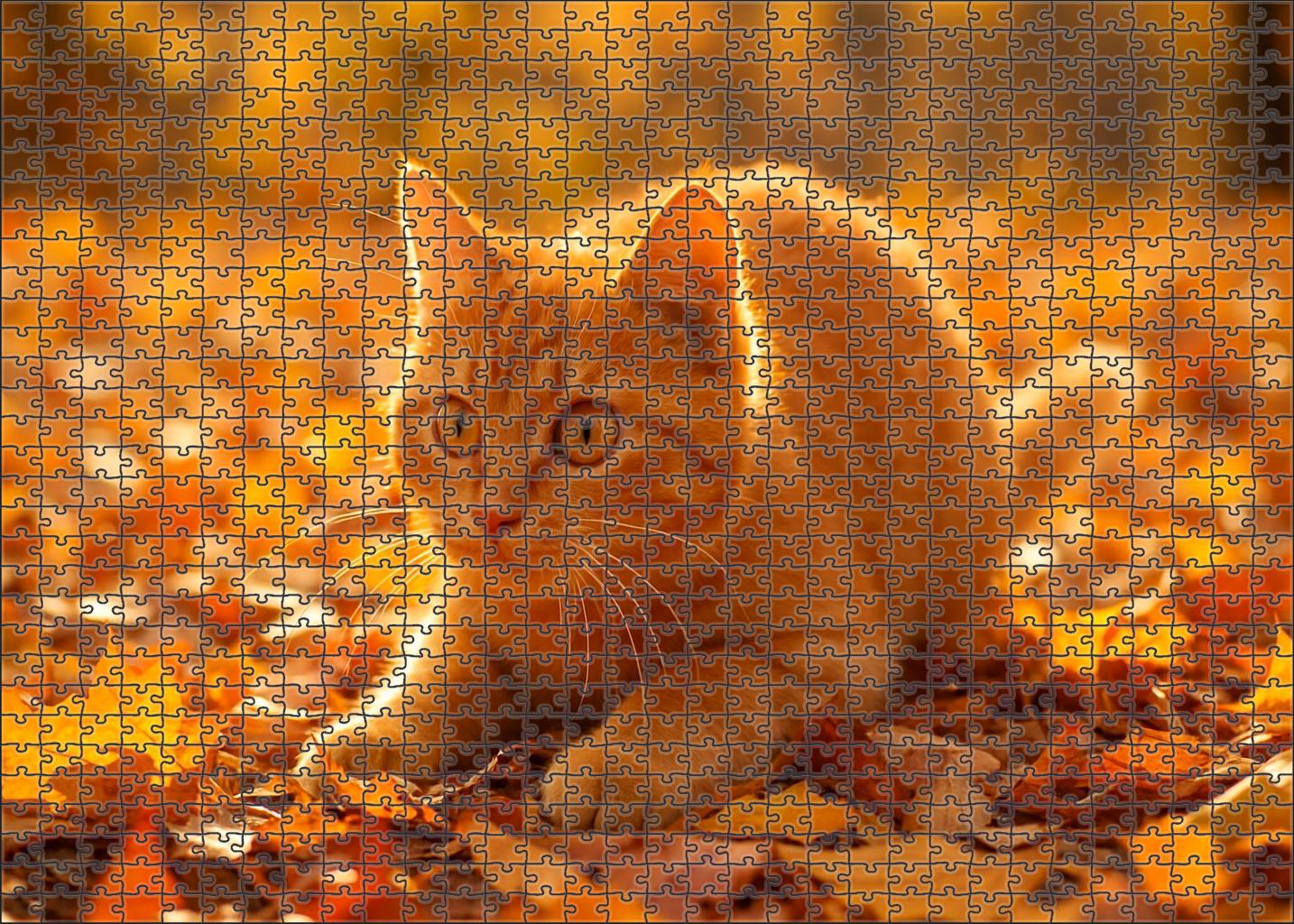 Golden Glimmer Shimmering Yellow-orange Shorthair With Playful Heart Challenging Puzzles