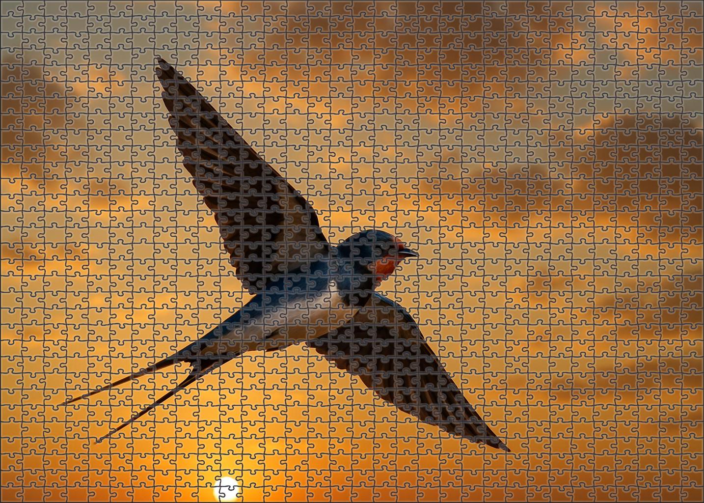 Barn Swallow Agile Sky Dancer Puzzle Fun