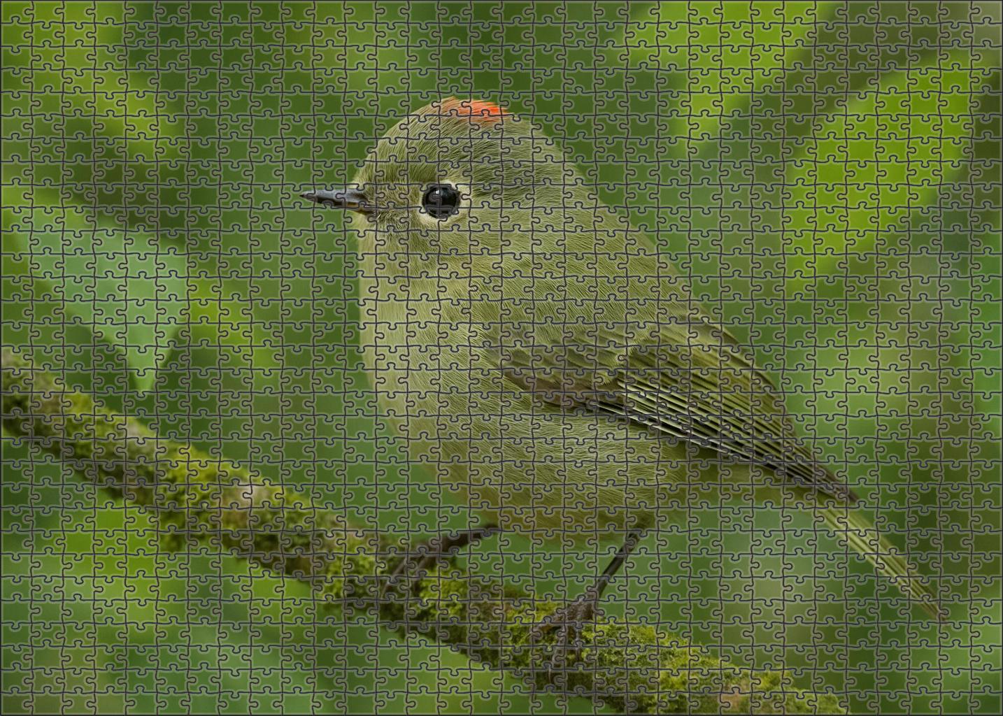 Ruby-crowned Kinglet Tiny Dynamo Of The Forest Puzzle Challenge