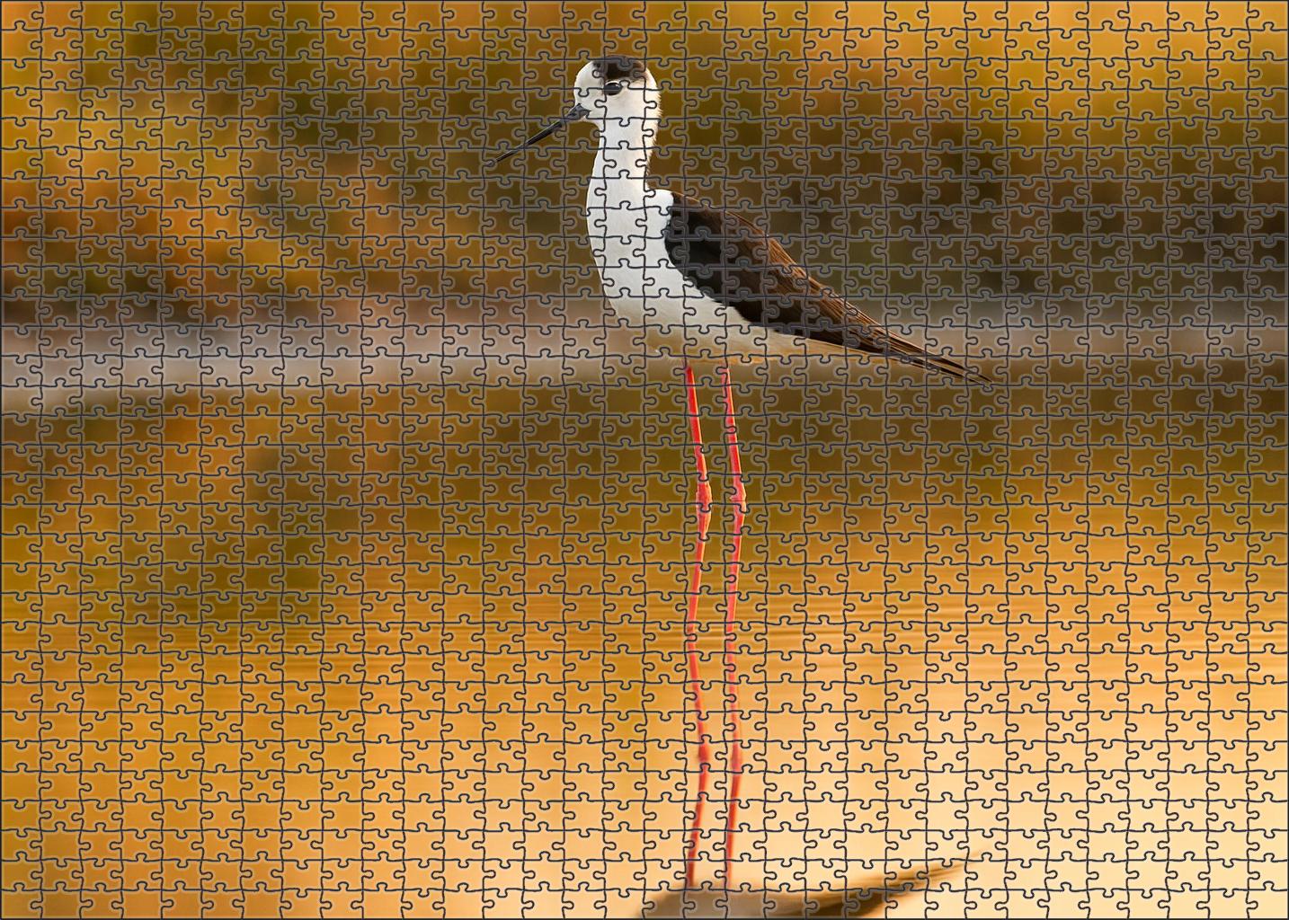 Black-winged Stilt Elegant Long-legged Wader Family Puzzles