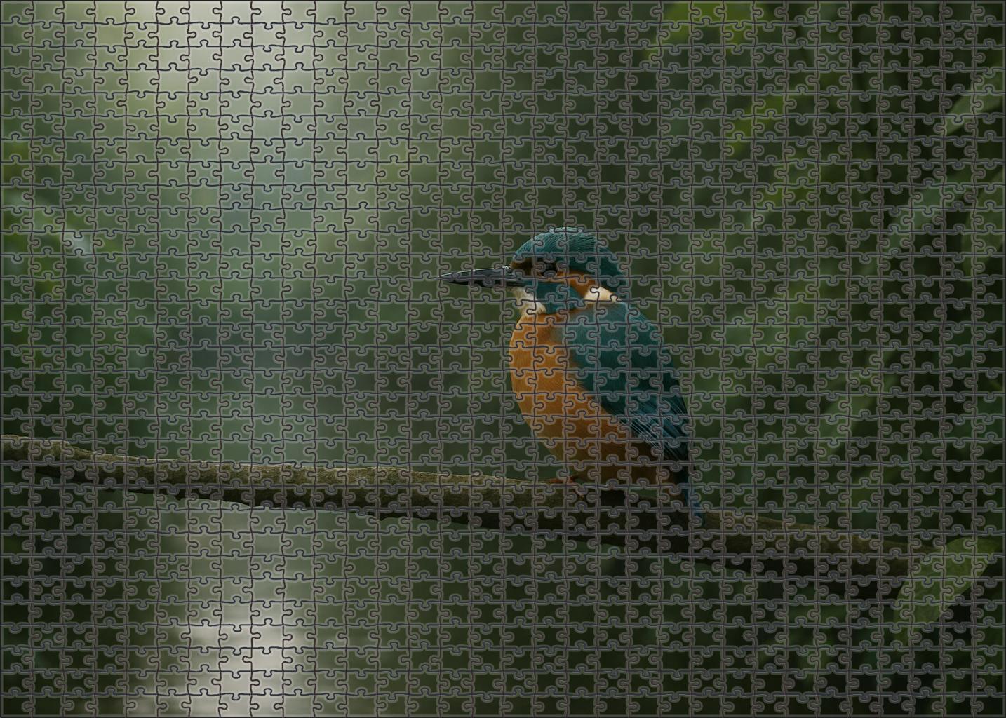 Rusty-backed Kingfisher Elusive Riverine Jewel Challenging Puzzles