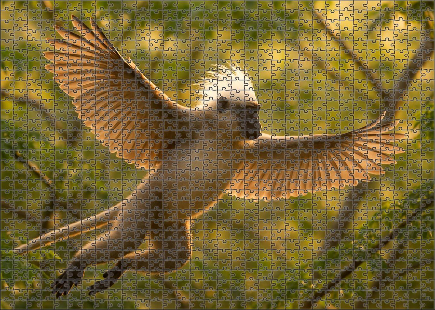 Ivory Crested Glider Majestic Arboreal Mammal 50 Piece Puzzle