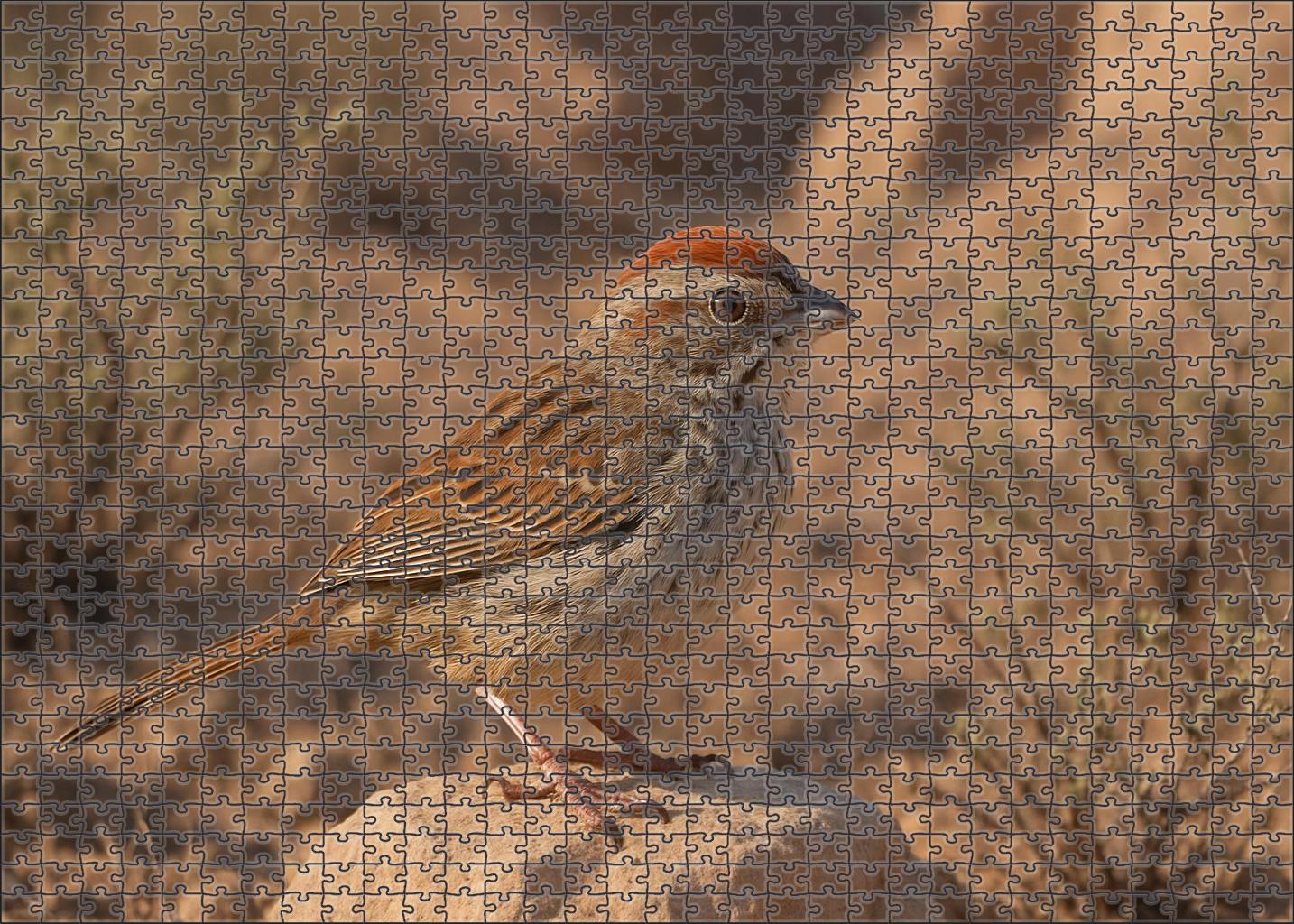Rufous-crowned Sparrow Secretive Canyon Dweller Puzzle Fun
