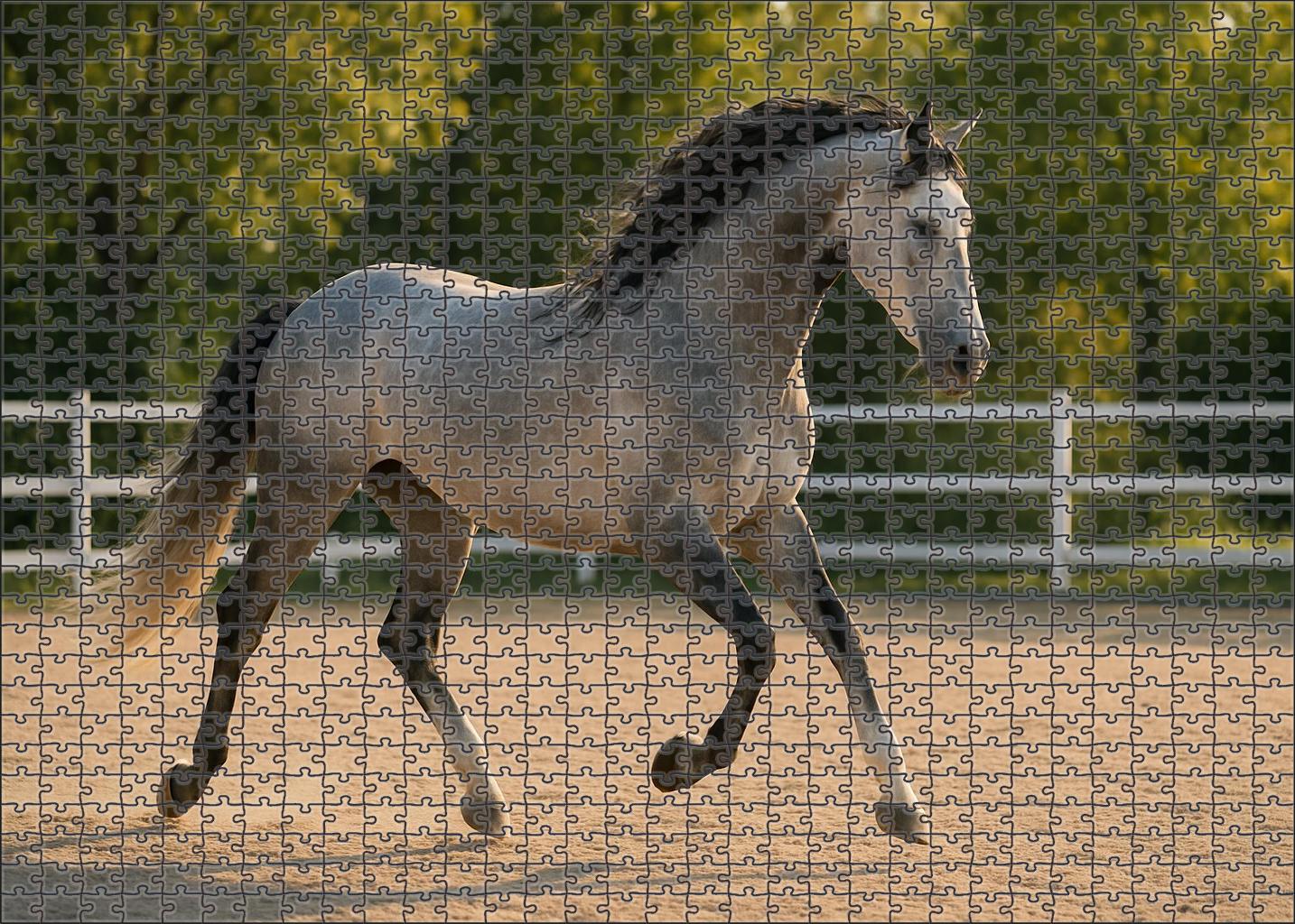 Silver Moonlight Elegant Gray Warmblood With Fluid Movement And Calm Temperament Easy Puzzles