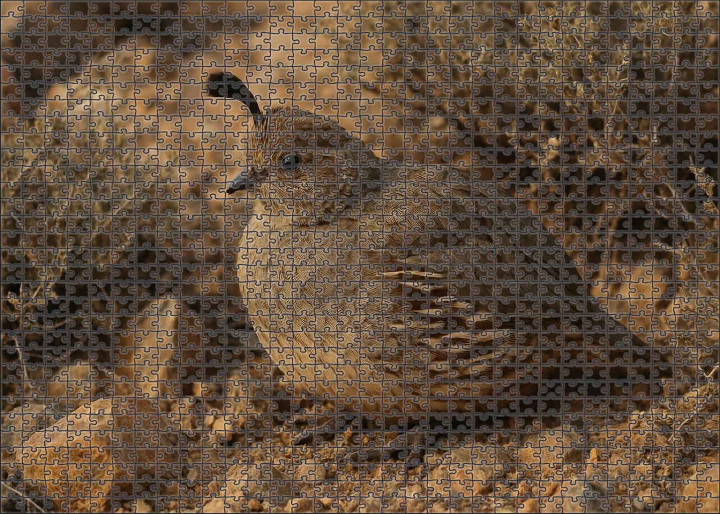 Mountain Quail Secretive Highland Wanderer Challenging Puzzles