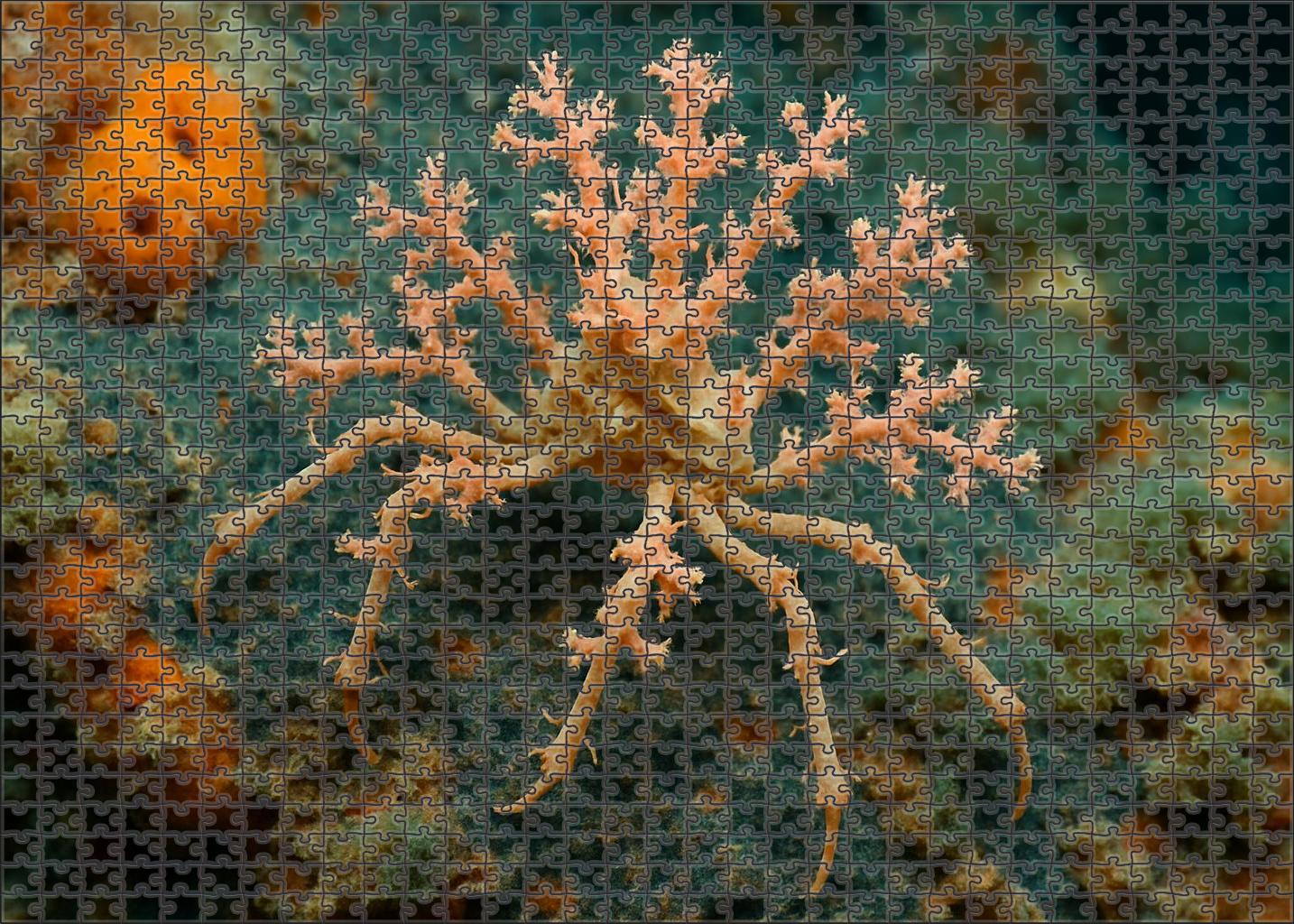 Coral-tipped Spider Crab Camouflaged Reef Scavenger Easy Puzzles