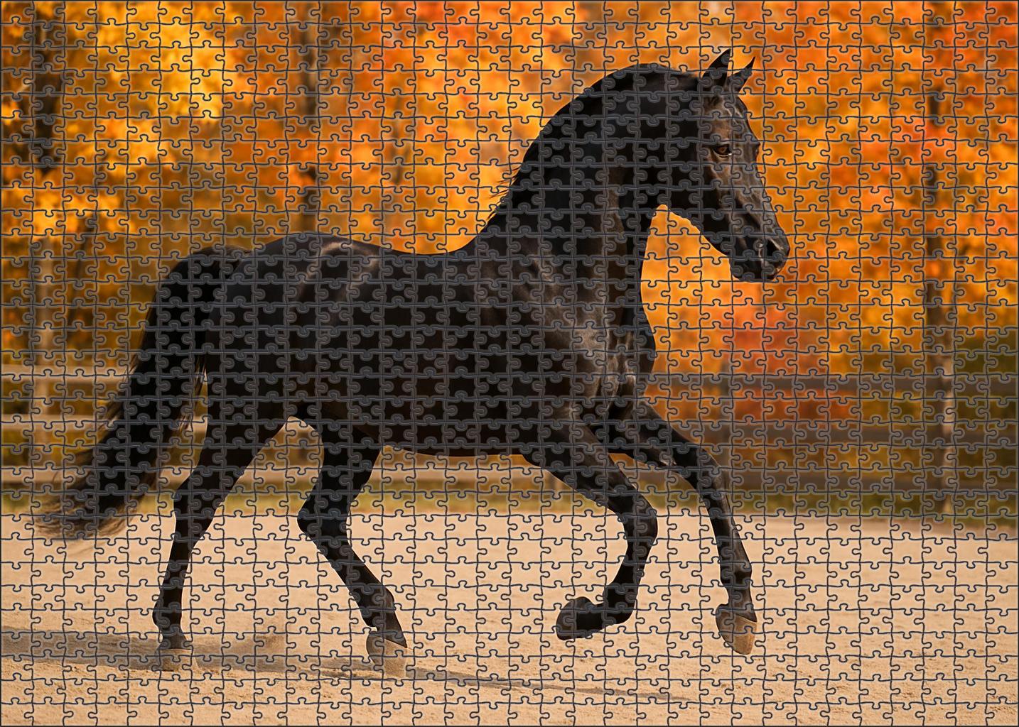 Velvet Dancer Silky Black Morgan Mare With Expressive Gaits 50 Piece Puzzle