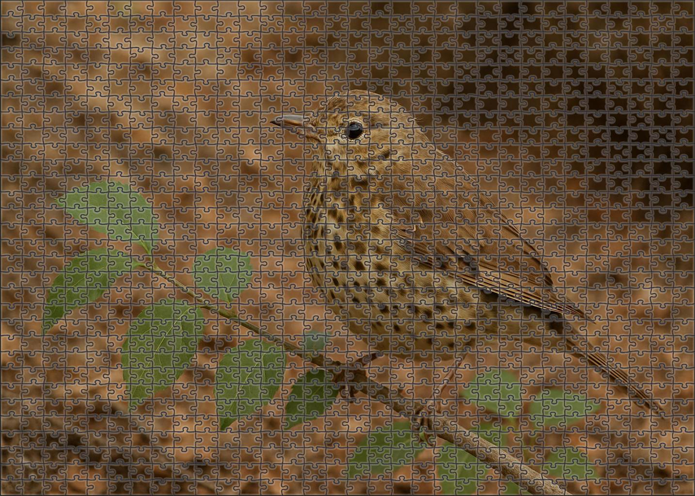 Speckled Warbler Subtle Woodland Gem Challenging Puzzles