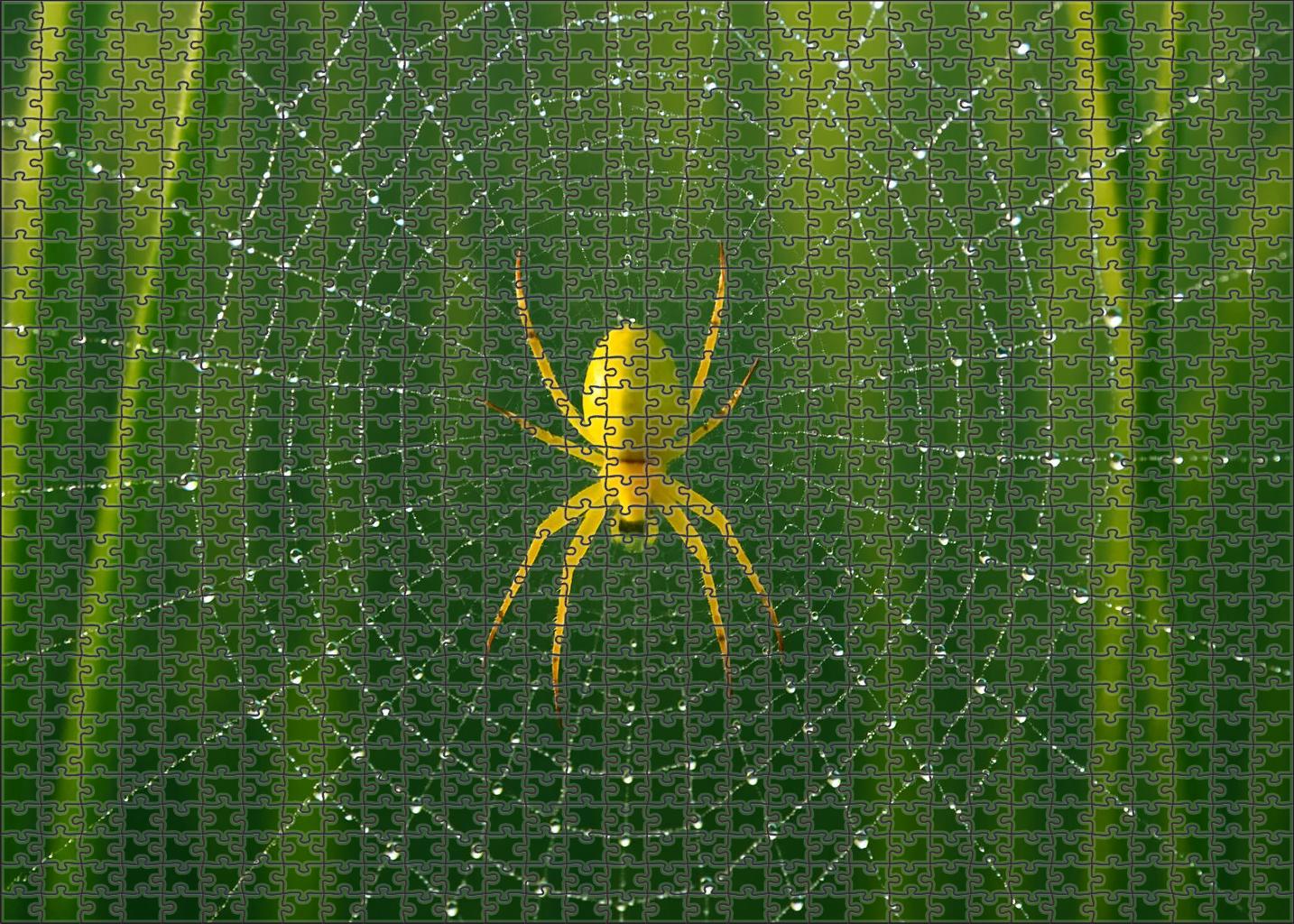 Golden Orb Weaver Intricate Web Builder With Brilliant Yellow Body Puzzle Fun